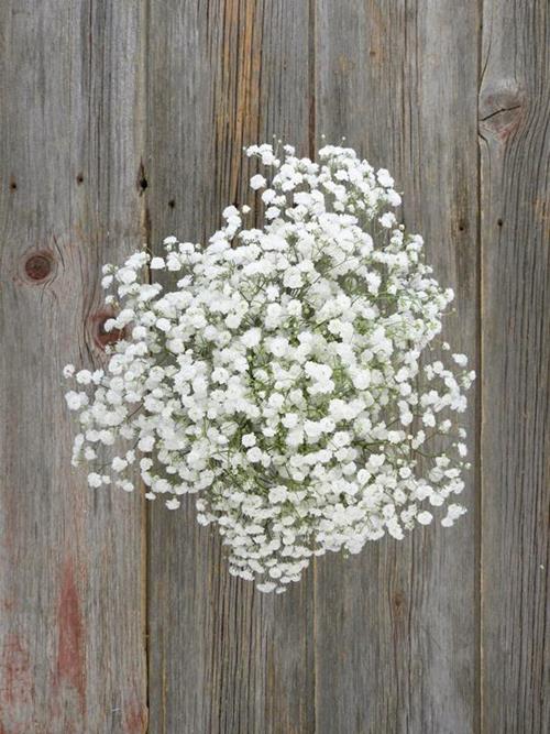 XLENCE  WHITE GYPSOPHILA